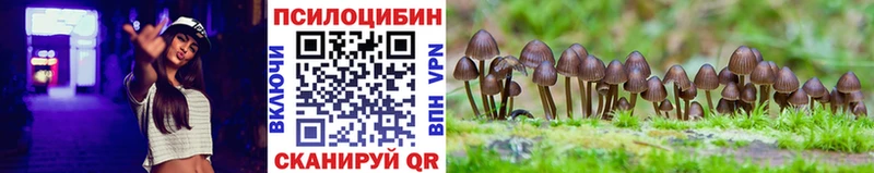 Купить закладки Клин Галлюциногенные грибы Psilocybine cubensis